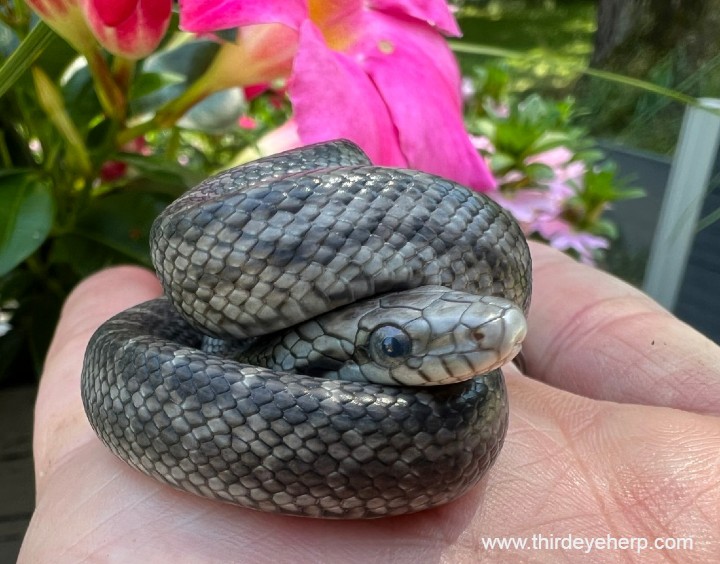 Japanese Rat Snake